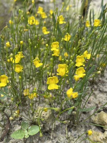 humped bladderwort