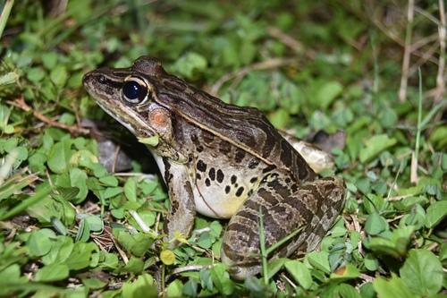 Browns' Leopard Frog