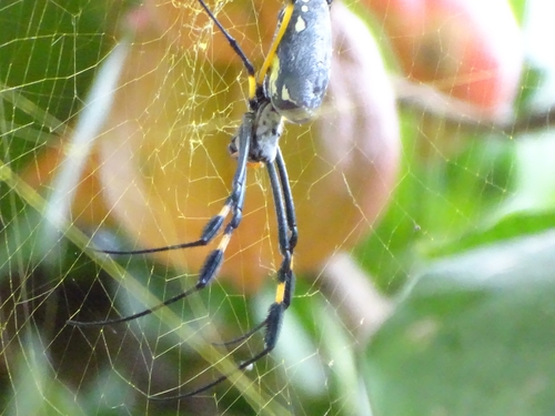 banded-legged golden orb-web spider