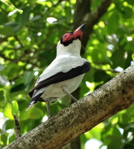 Masked Tityra