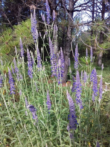 Lavender Leaf Sage
