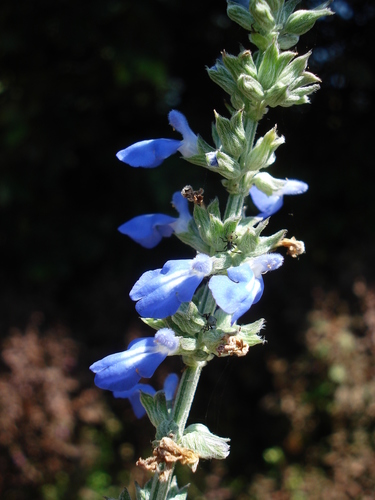 Salvia leptostachys