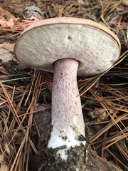 Tylopilus plumbeoviolaceus image