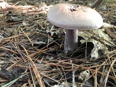 Tylopilus plumbeoviolaceus image