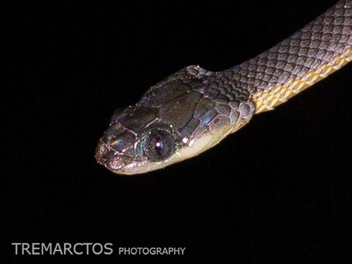 Weiler's Tree Snake