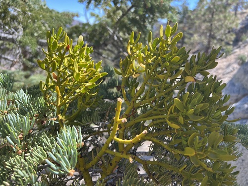 Phoradendron pauciflorum Torr.