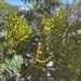 Phoradendron pauciflorum - Photo (c) Scott C. Smith, todos los derechos reservados, subido por Scott C. Smith