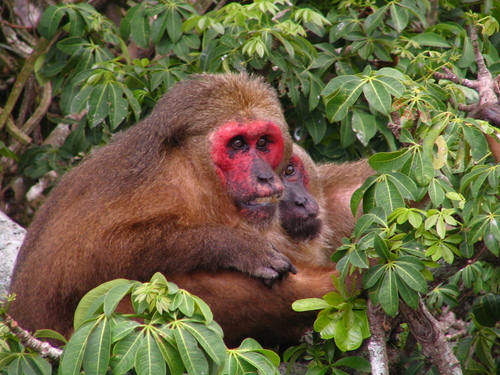 Stump-tailed Macaque