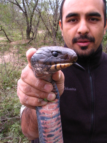 Central American Indigo Snake