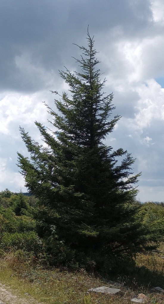 Canaan Fir from Canaan Heights, WV 26260, USA on August 28, 2022 at 01