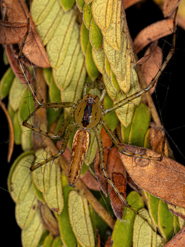 Peucetia rubrolineata