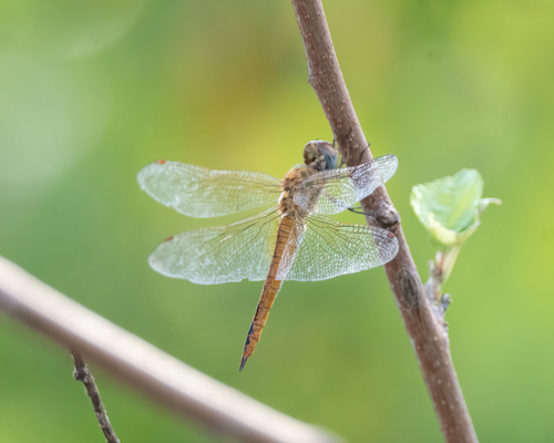 Wandering Glider