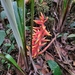 Pitcairnia elvirae - Photo (c) Frank Dietze, all rights reserved, uploaded by Frank Dietze