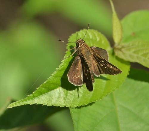 Toltec Roadside-Skipper