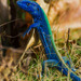 Vivid Blue Rainbow Lizard - Photo (c) Andrés Mauricio Forero Cano, all rights reserved, uploaded by Andrés Mauricio Forero Cano