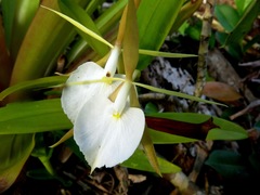 Image of Epidendrum eburneum
