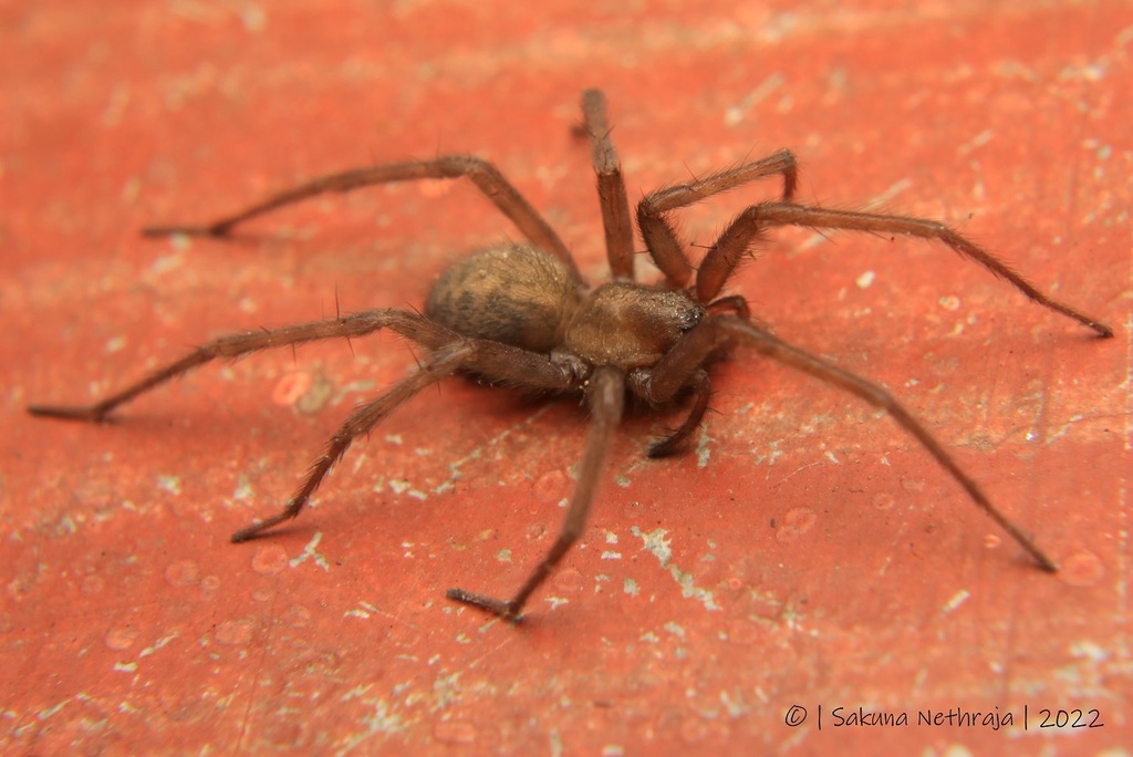 Barn Funnel Weaver in August 2022 by Sakuna Nethraja Gamage · iNaturalist