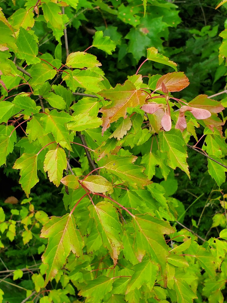 Amur Maple From Greater Sudbury Ontario Canada On August 25 2022 At   Large 