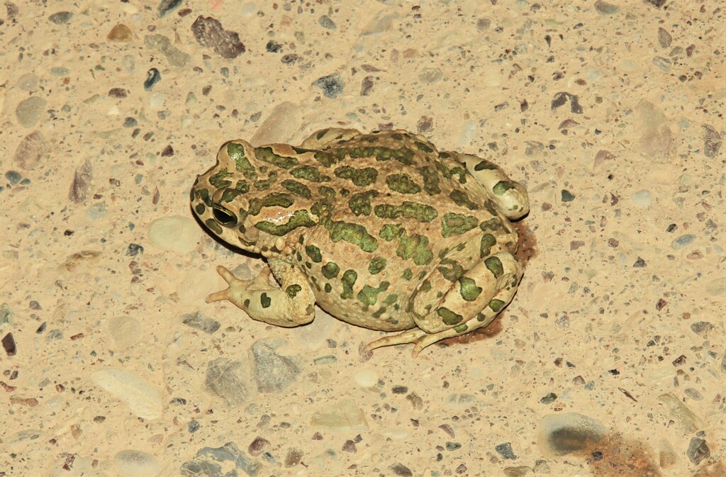 Variable toad from darbandichan lake irak on may 18 2022 at 11 56 pm