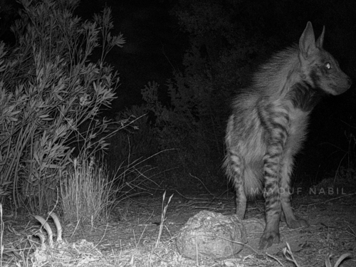 Barbary Hyaena