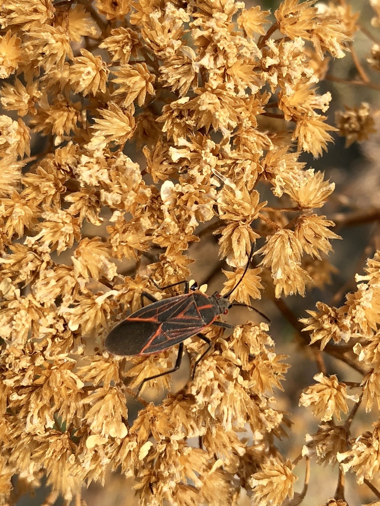 Western Boxelder Bug from 502 Glover St S, Twisp, WA, US on August 4 ...
