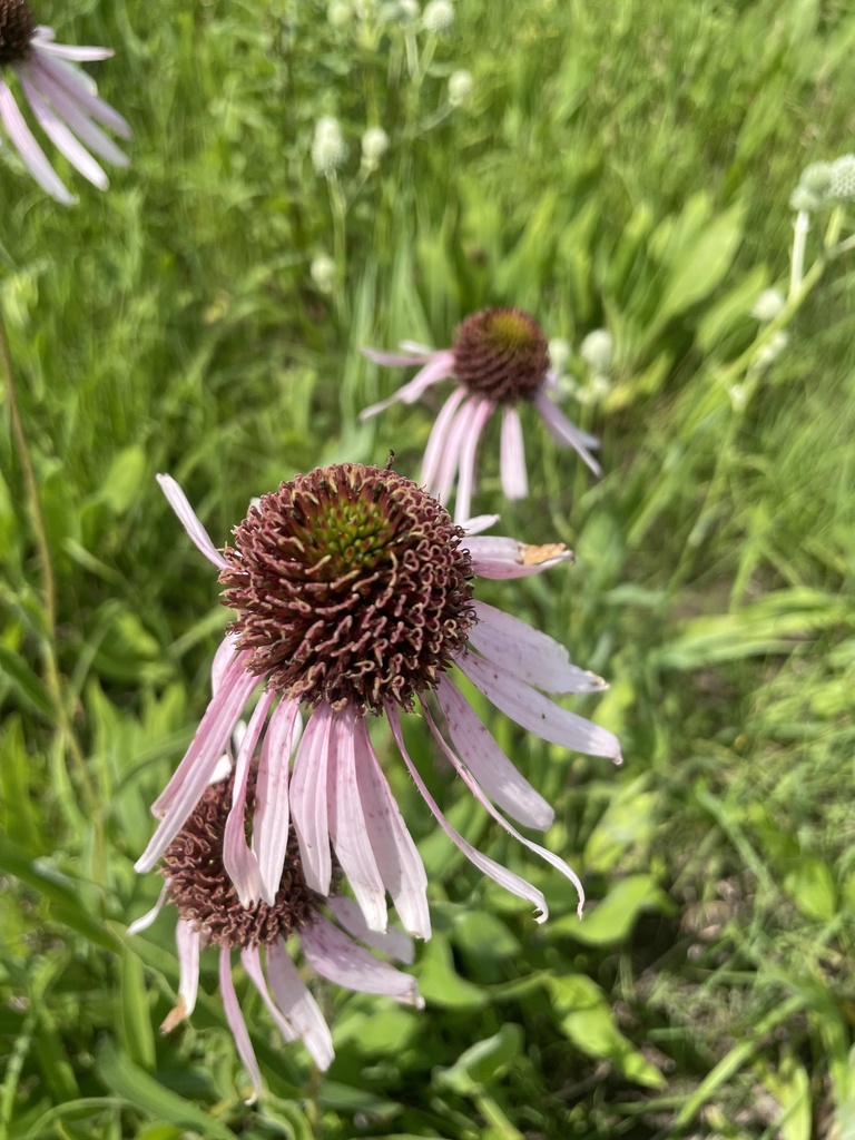 coneflowers from Le Roy, MN, US on July 05, 2022 at 1124 AM by Grace