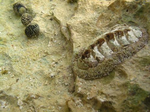 West Indian Fuzzy Chiton