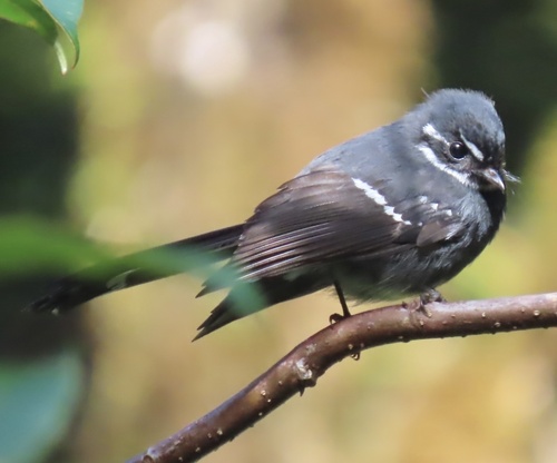 abanico amistoso (Rhipidura albolimbata) · NaturaLista Colombia