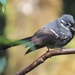 Friendly Fantail - Photo (c) tlaloc27, all rights reserved, uploaded by tlaloc27