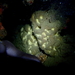 Spanish Reef Sponge - Photo (c) Stefan Pav, all rights reserved, uploaded by Stefan Pav