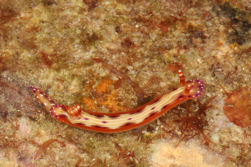 Spotted Hypselodoris