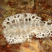Tritoniopsis elegans - Photo 由 Terry Gosliner 所上傳的 (c) Terry Gosliner，保留所有權利
