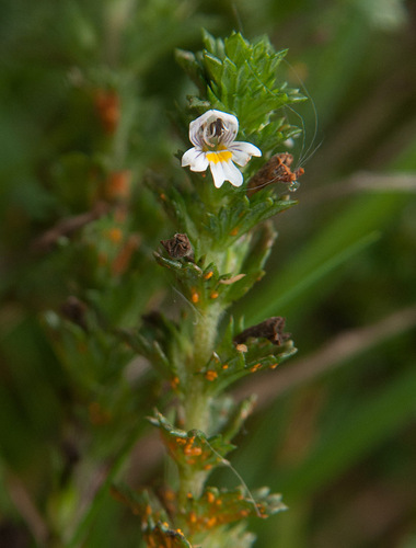 Coleosporium euphrasiae (Schumach.) G.Winter