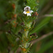 Coleosporium euphrasiae - Photo (c) Tig, todos los derechos reservados, subido por Tig