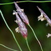 Eragrostis - Photo (c) 陳慧珠, todos los derechos reservados, uploaded by 陳慧珠