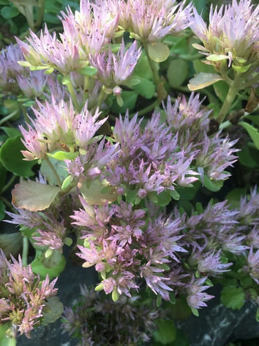 Caucasian Stonecrop