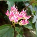 Viburnum urceolatum - Photo (c) Vivian Li, all rights reserved, uploaded by Vivian Li