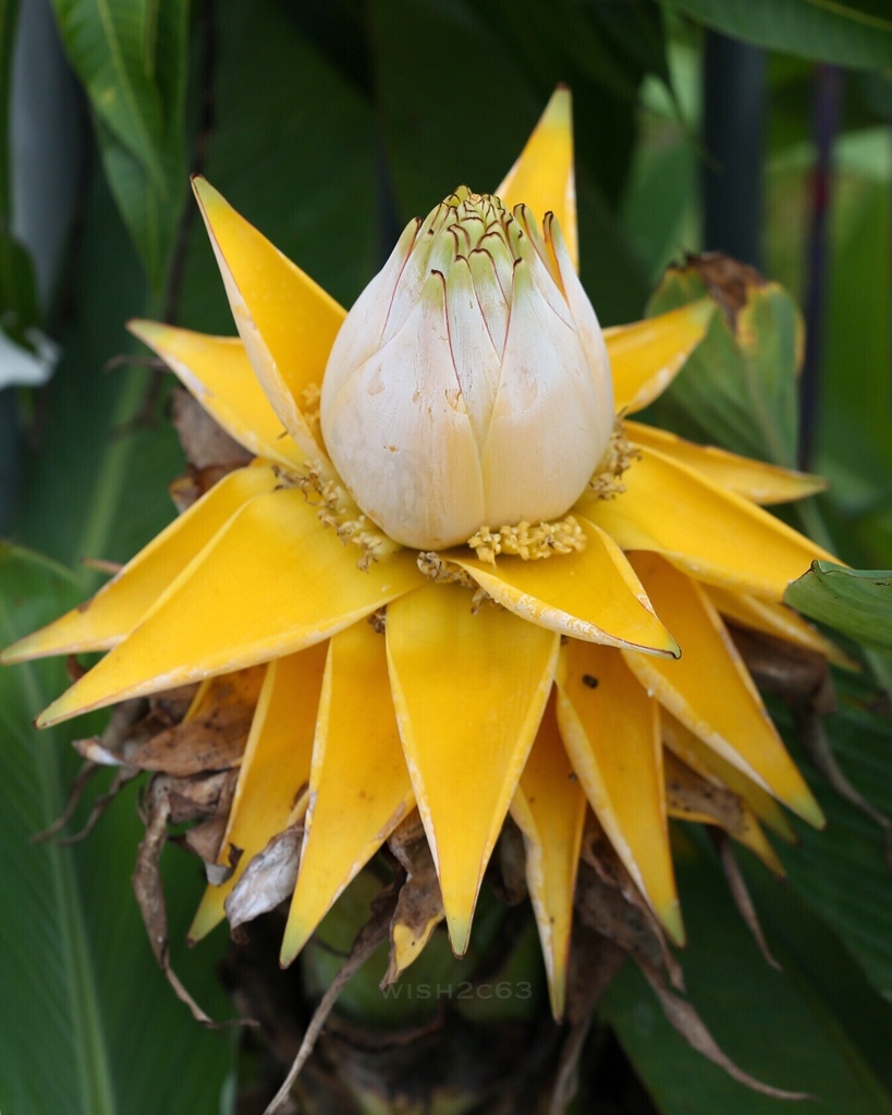 Golden Lotus Banana, Ensete Lasiocarpum/ Chinese Dwarf Banana Stock Image -  Image of member, lotus: 155307091