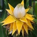 Golden Lotus Banana - Photo (c) wish2c63, all rights reserved