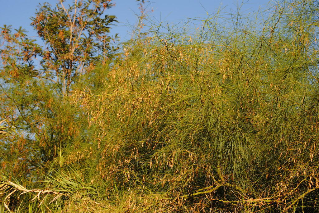 palo verde from Hart Park, Bakersfield, CA 93308, USA on August 28