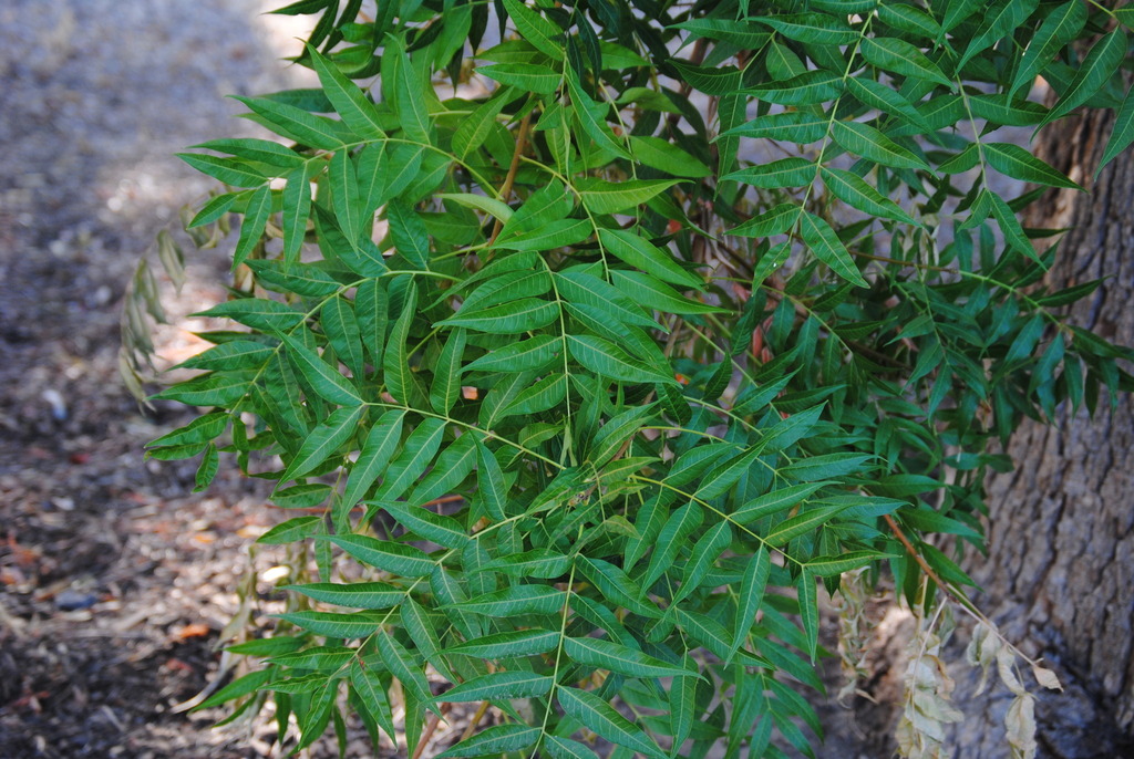 plants from Hart Park, Bakersfield, CA 93308, USA on August 28, 2022 at