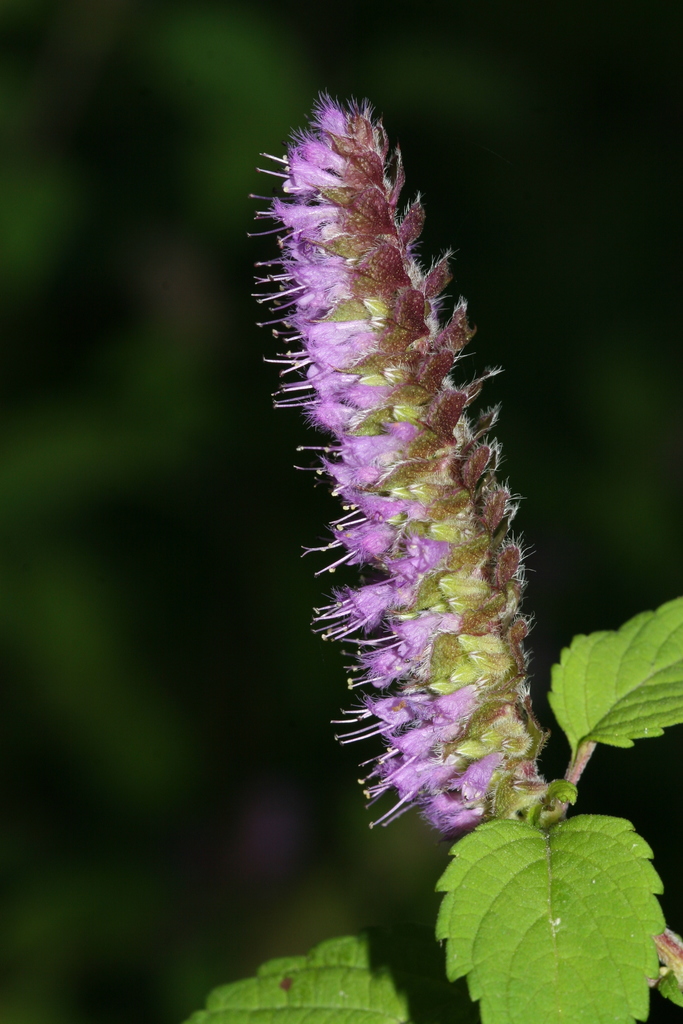 Kinh giới (Elsholtzia ciliata)