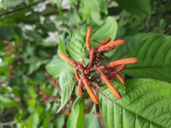 Hamelia patens image