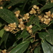 Sycopsis sinensis - Photo (c) Vivian Li, όλα τα δικαιώματα διατηρούνται, uploaded by Vivian Li