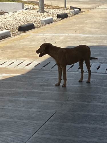 Domestic Dog