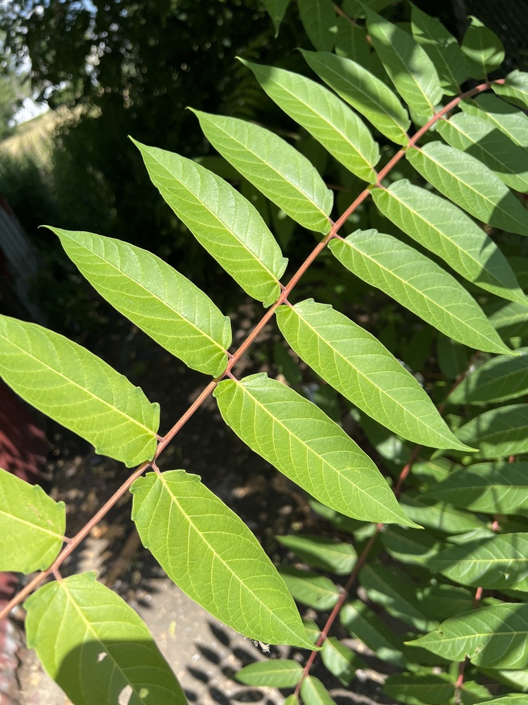 가죽나무 from Review Pl, Buffalo, NY, US on 2022년 07월 15일... 오전 by Chris Andrle · iNaturalist 가죽나무 (Ailanthus altissima)