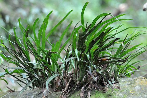 Haplopteris amboinensis