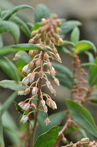 Clethra delavayi