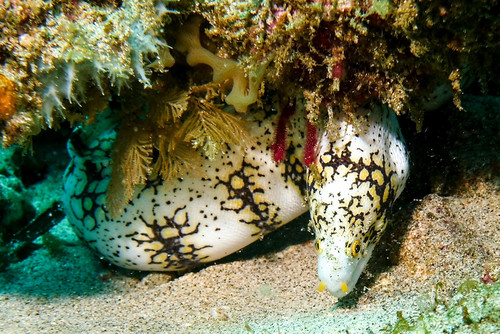 Snowflake Moray