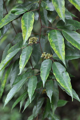 Tetrastigma caudatum